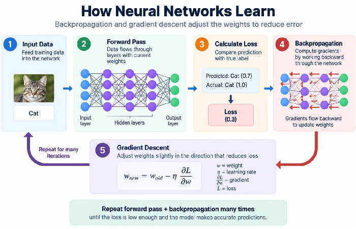 Flow diagram showing backpropagation and gradient descent in training